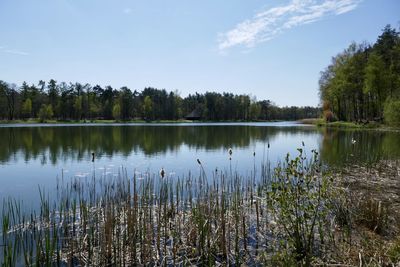 Scenic view of lake in forest against sky