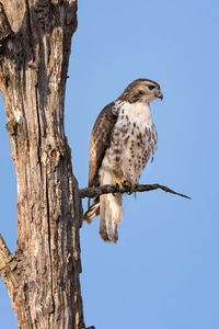 Low angle view of bird perching on tree against clear sky