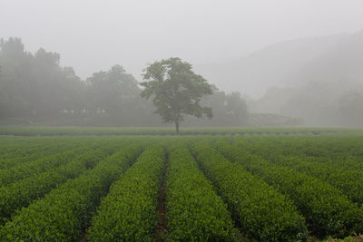 Scenic view of agricultural field against sky during foggy weather