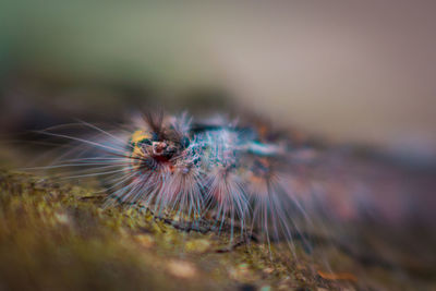 Close-up of spider