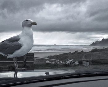 Close-up of seagull perching on car against sky