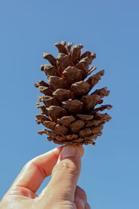 Close-up of hand holding pine cone against blue sky