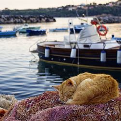 Sleeping cat against moored boats