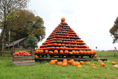 Pumpkins on field against sky