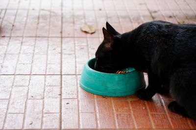 Close-up of black cat relaxing on floor