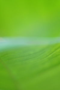 Full frame shot of green leaf