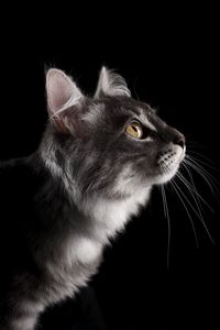 Close-up of cat over black background