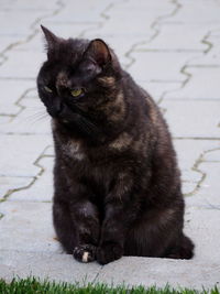 Close-up of cat sitting outdoors