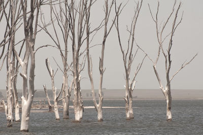 Bare trees on calm lake