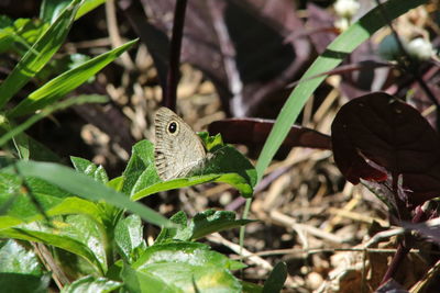 Close-up of butterfly on leaf