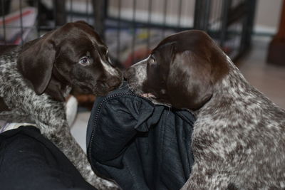 Close-up of puppy sitting on floor