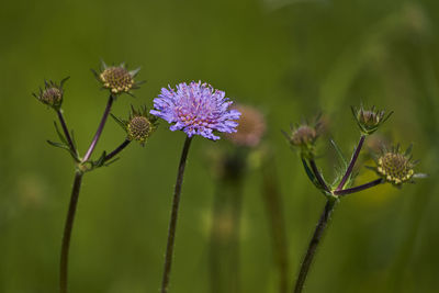 Close-up of thistle on plant