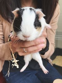 Midsection of woman holding guinea pig