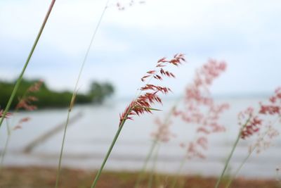 Close-up of plant against sky