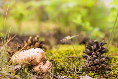 A group of boletus among the moss and pinecones in forest, mushroom picking season, selective focus