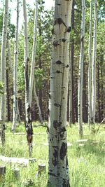 Close-up of tree trunk in forest