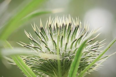 Thorny thistle plant