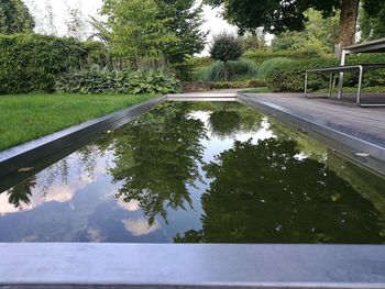 Reflection of trees in water