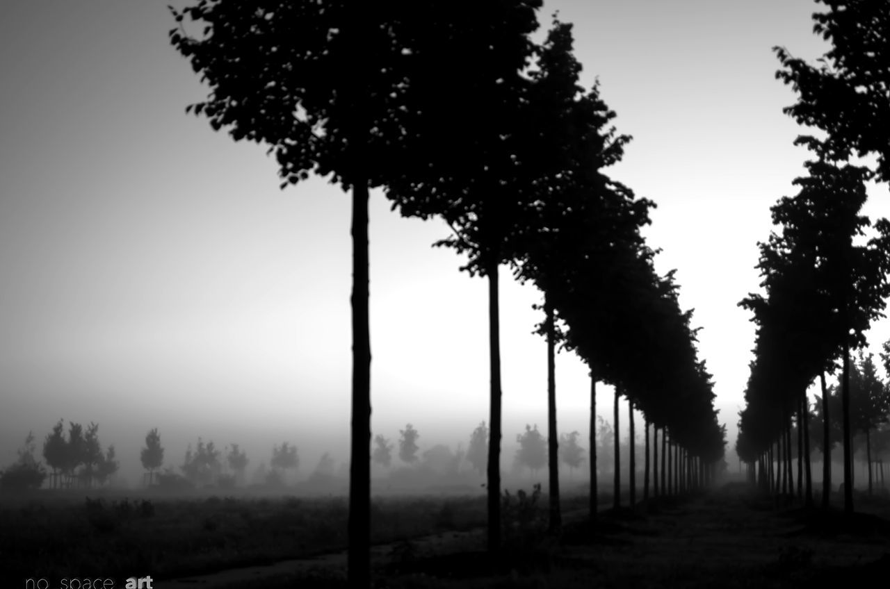 TREES ON LANDSCAPE AGAINST CLEAR SKY AT FOGGY WEATHER