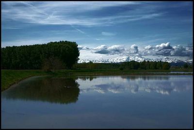 Reflection of trees in water