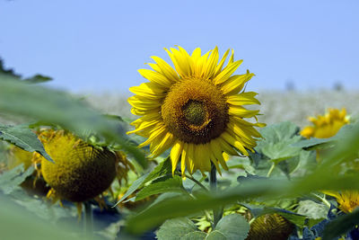 Close-up of sunflower
