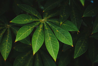 Close-up of green leaves