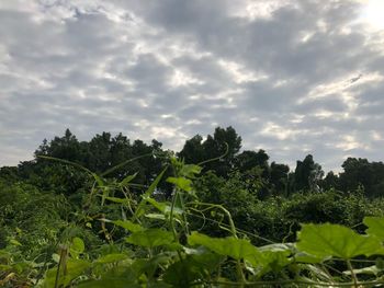 Low angle view of trees on field against sky