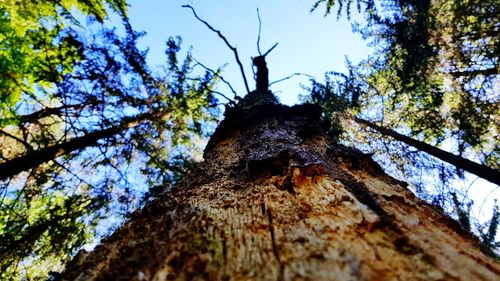 Low angle view of tree trunk in forest