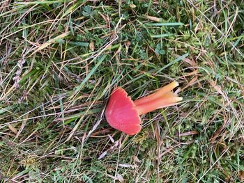 High angle view of mushroom growing on field