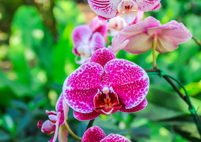 Close-up of pink flowering plant