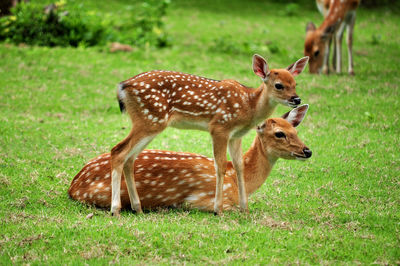 Deer in a field