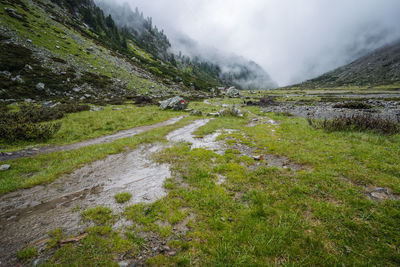 Plants growing on land against sky