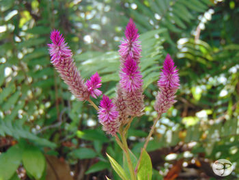 Close-up of flowers against blurred background