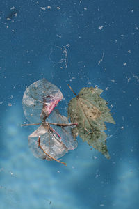 Close-up of leaf floating on water