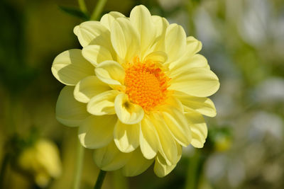 Close-up of yellow flowering plant