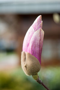 Close-up of pink flower buds
