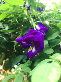 Close-up of purple iris blooming outdoors