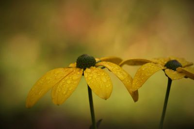 Close-up of yellow flowers