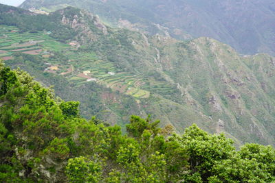 High angle view of trees in forest