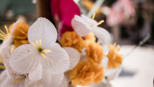 Close-up of flower blooming outdoors