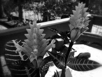 Close-up of flowers