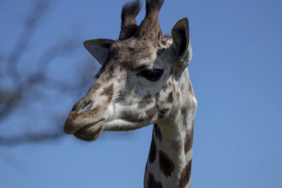 Close-up of horse against sky