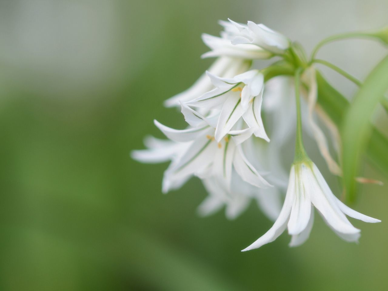 flower, white color, petal, fragility, focus on foreground, freshness, growth, flower head, close-up, beauty in nature, nature, white, blooming, plant, selective focus, stem, pollen, in bloom, day, no people