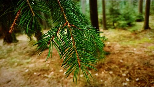 Close-up of pine tree in winter