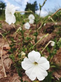 Close-up of white flowering plant on field