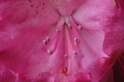 Close-up of pink flower