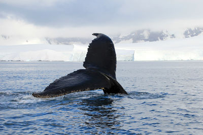 View of horse in sea against sky