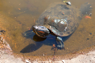 High angle view of turtle in water