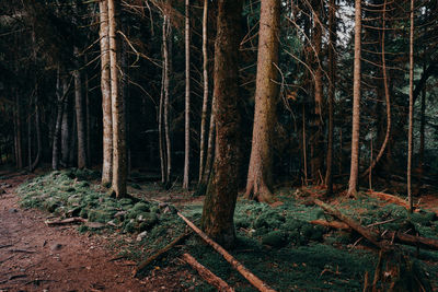 Trees in forest