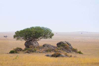 Tree on field against clear sky